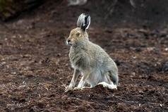 Mountain Hare