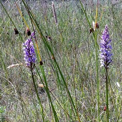 Orchids in the neutral grassland at Gypsy Marsh