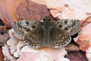 Dingy Skipper at Woolley Colliery