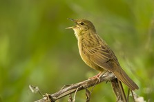 Grasshopper Warbler