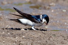 House Martin collecting mud to build its nest