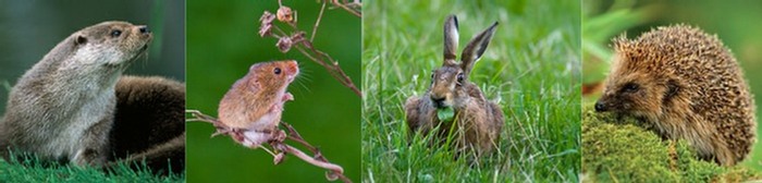 Mammals: Otter, Harvest Mouse, Brown Hare, Hedgehog