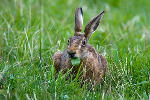 Brown Hare eating in grassland