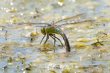 Emperor Dragonfly ovipositing