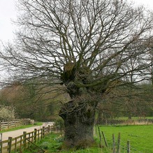 Veteran Oak at Rockley: very large girth, pollarded