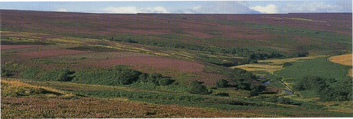 Upland heath moorland