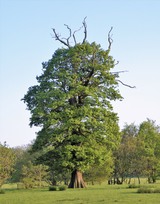 Veteran tree showing crown retrenchment: Stainborough