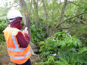 Recording invasive species