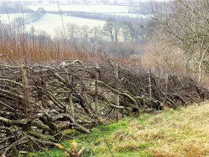 Hedgerow newly laid