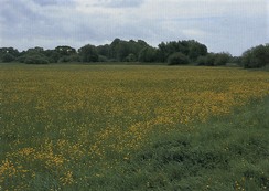 Image of Flood Plain Grazing Marsh priority habitat