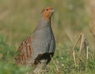 Grey Partridge