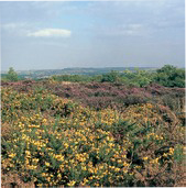 Lowland heath