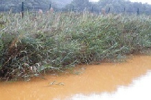 Reedbed in mine watertreatment site