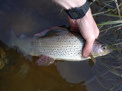 Grayling, river Don Hazelhead