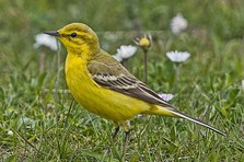 Yellow Wagtail