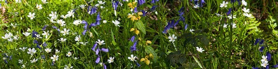 Woodland spring flowers in Nabbs wood: image by Gordon Bristowe