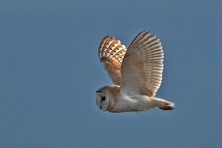 Barn Owl in flight