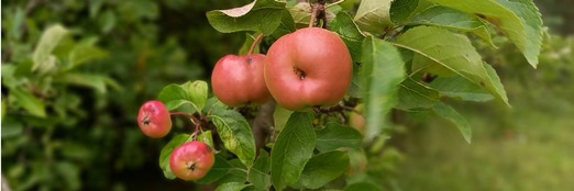 Apples in traditional orchard