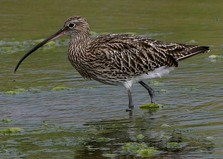 Curlew