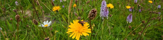 Flower-rich neutral grassland at Pye Flatts Meadows