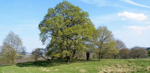 Group of trees in Stainborough parkland