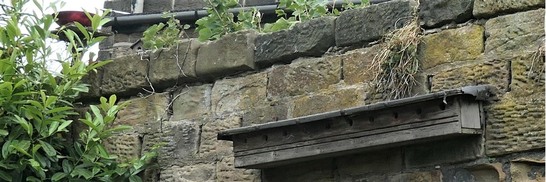 Nest box for house sparrows which often nest together