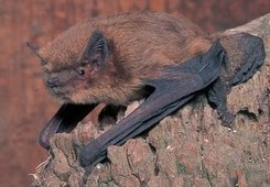 Pipestrelle bat