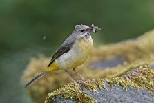 Grey Wagtail