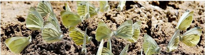 Green-veined whites on mud