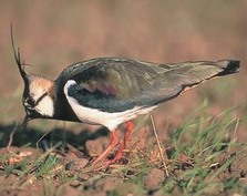 Lapwing