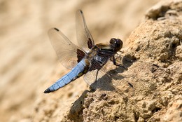 Broad-bodied Chaser