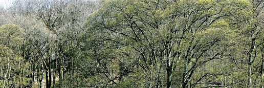 Silkstone Fall woodland