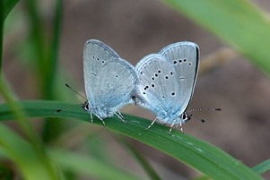 Small Blues mating