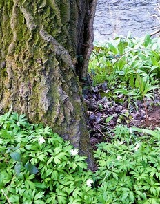 Ramson and wood anemones near stream in Silkstone Fall Wood