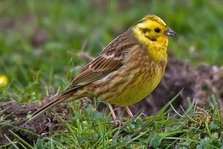 Yellowhammer