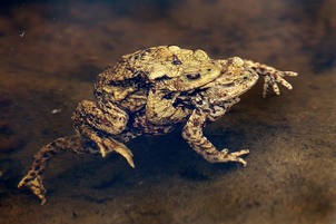 Mating toads