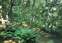 Upland oakwood habitat