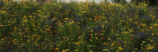 Special seed mix planting