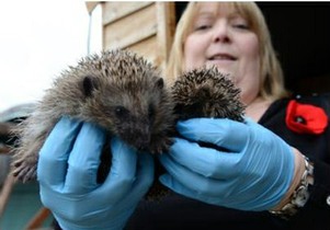 Hedgehog being released by Janet