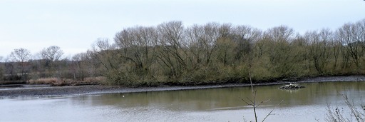 Willow Carr wet woodland at Worsbrough resevoir