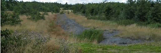 Vegetation and bare substratet on Cudworth Common