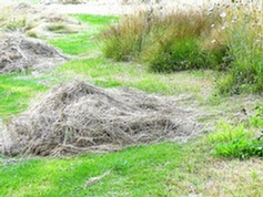 Grass cuttings heaped to allow invertebrates to escape before removal