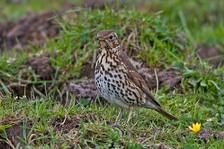 Song Thrush