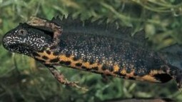 Great Crested Newt in close-up