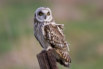 Perched Short-eared Owl