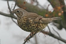 Mistle Thrush