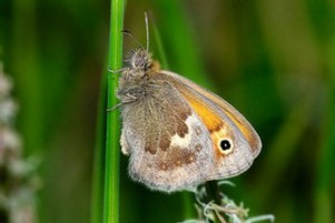 Small Heath. Image: Alwyn Timms