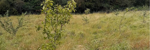 Community orchard at Dearne Valley Country Park