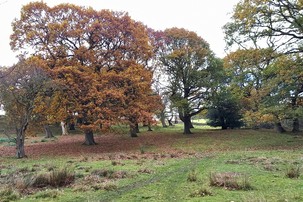 Gosling Moor wood pasture