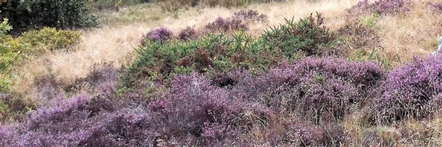 Lowland heath at Black Moor Common